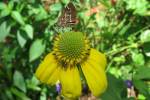 Plumbago-1.html