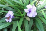 Ruellia-1.html