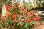 SalviaVanhoutti-1.html
