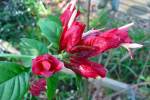 Zinnia-2.html