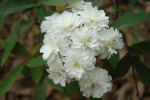 Zinnia-2.html