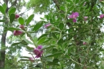 Hollyhock-1.html