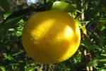 Satsuma-2.html