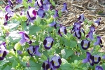 Torenia-3.html