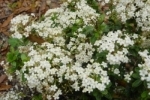 Zinnia-2.html