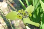 Zinnia-2.html