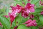 Zinnia-2.html