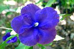 Zinnia-2.html