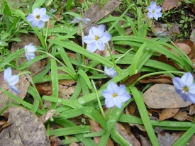 Bulbs