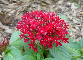 Bulbs