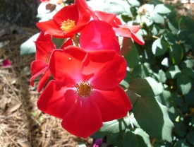 Bulbs