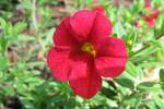 Coleus-3.html