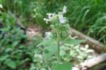 Zinnia-2.html