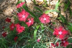 Dianthus-1.html