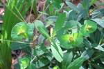 Plumbago-1.html