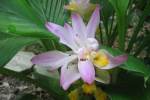 Zinnia-2.html