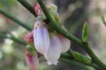 Zinnia-2.html