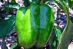 Bell Pepper