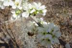 Plum-1.html