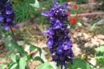 Mealy Cup Sage