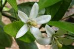 Satsuma-2.html