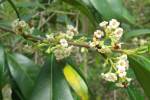 Zinnia-2.html