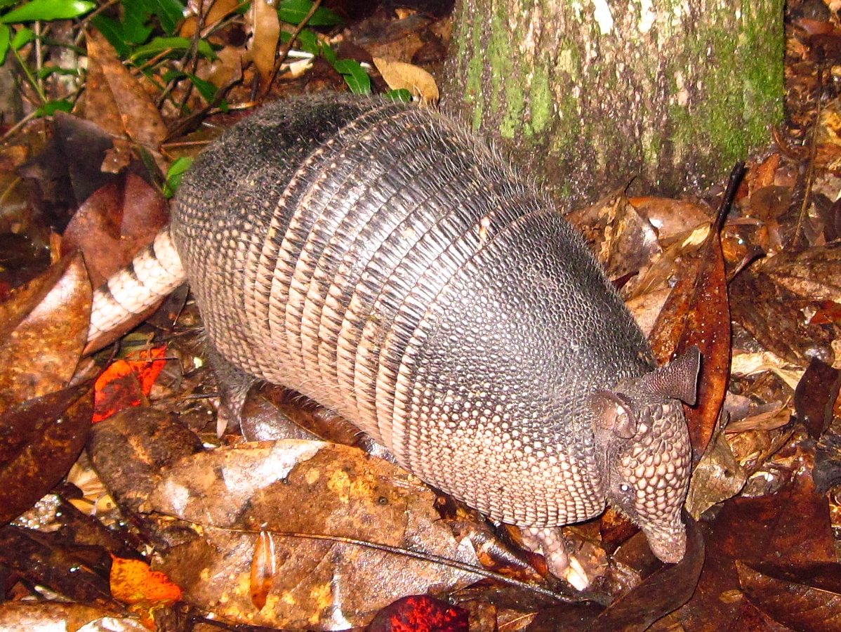 Snake eggs