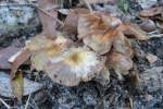 Fungus