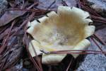 Fungus
