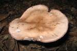 Fungus