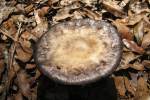 Fungus