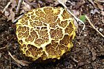 Fungus