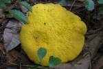 Fungus
