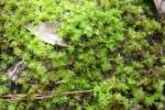 Moss