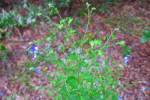 Ageratum